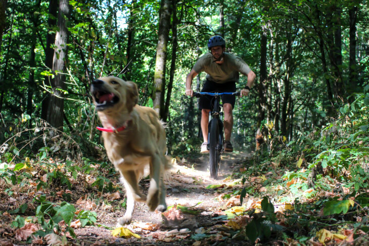 Perro y ciclista juntos
